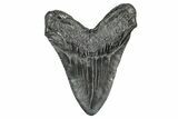 Fossil Megalodon Tooth - South Carolina #340137-1
